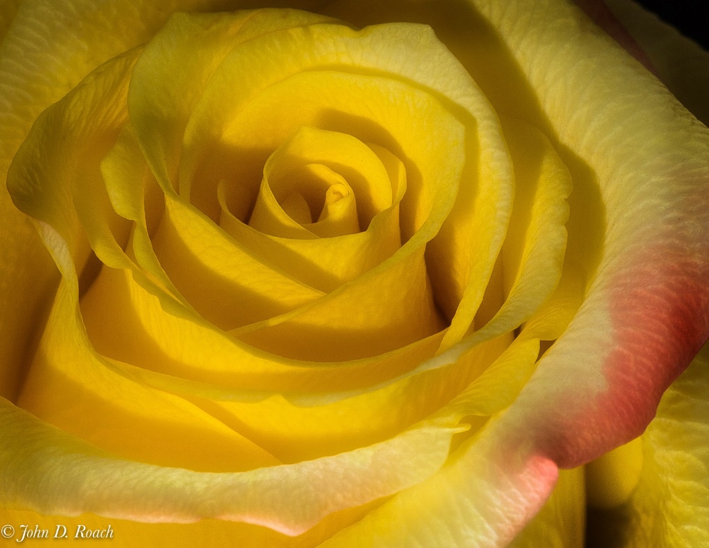 Yellow Rose - ID: 15520300 © John D. Roach