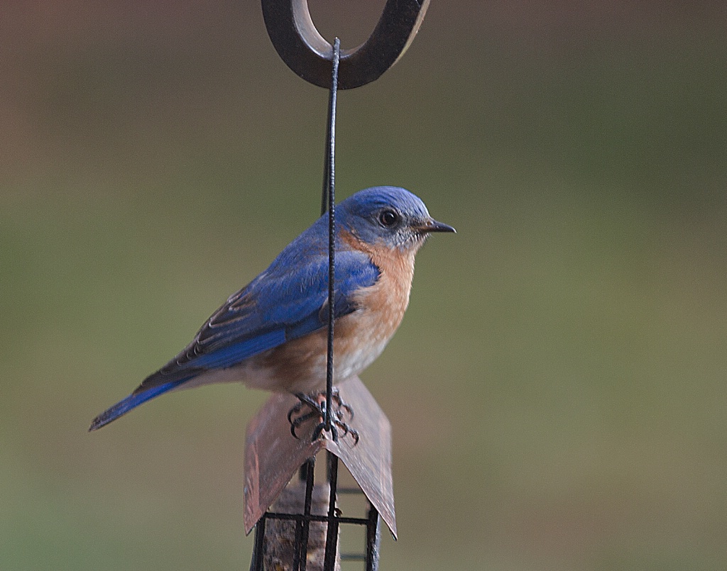 Hanging Around - ID: 15520305 © Susan Johnson