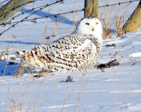 Snowy Owl and Lunch