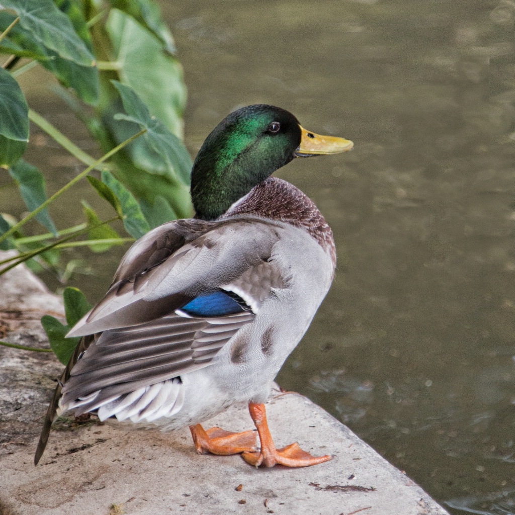 img7
