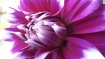 Beautiful Flower