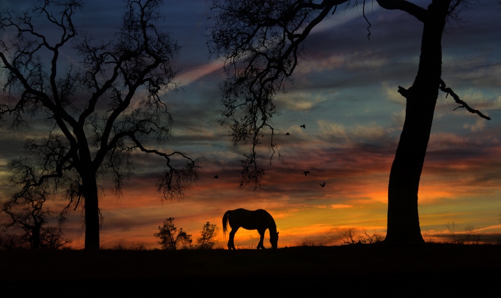 Horse and Oaks