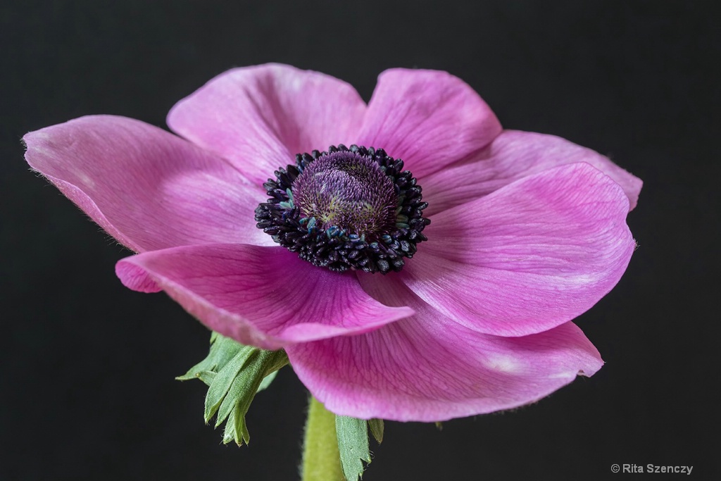 Pink anemone