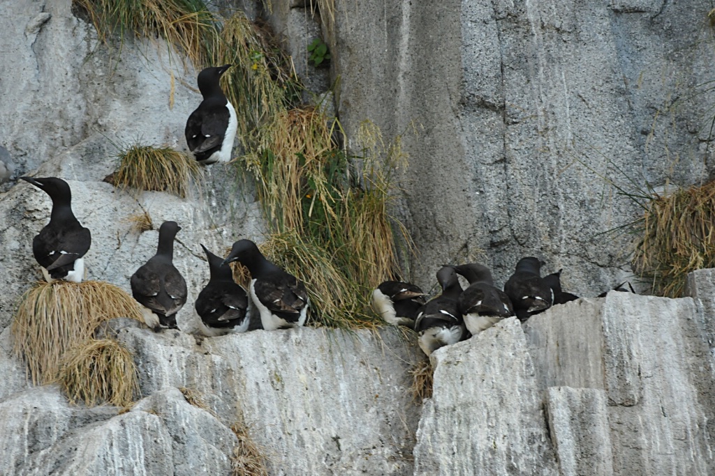 Thick-billed Murre 
