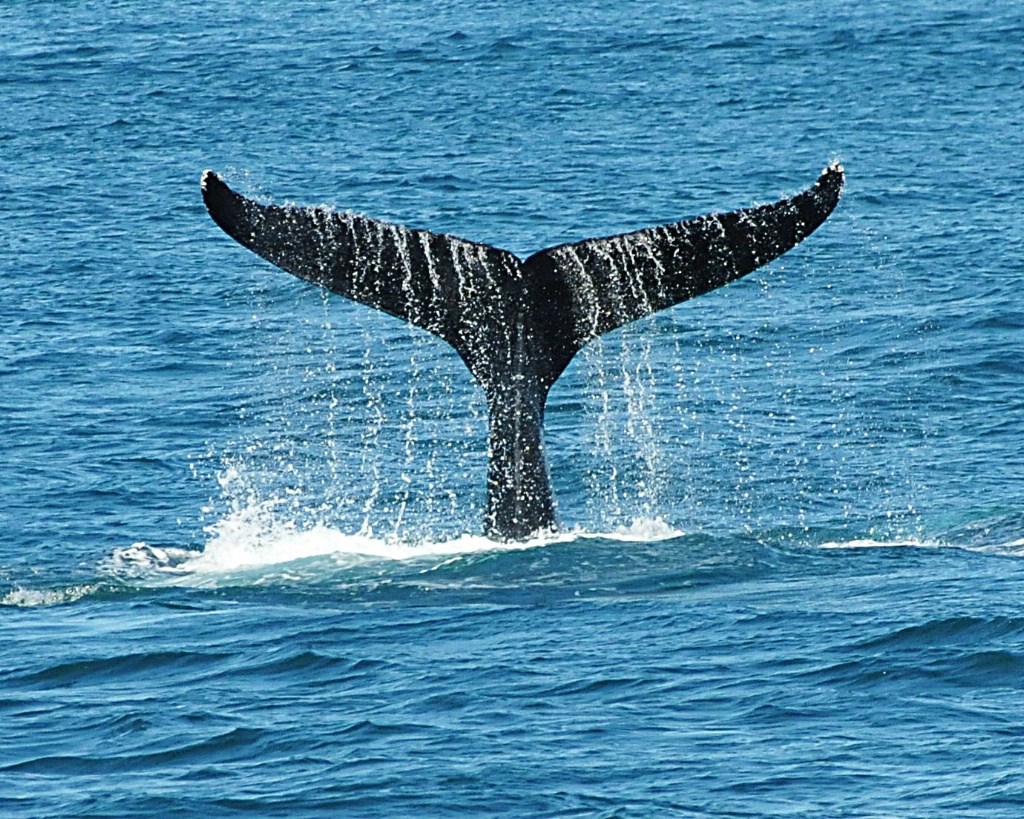 A Tail of a Whale - ID: 15520583 © William S. Briggs
