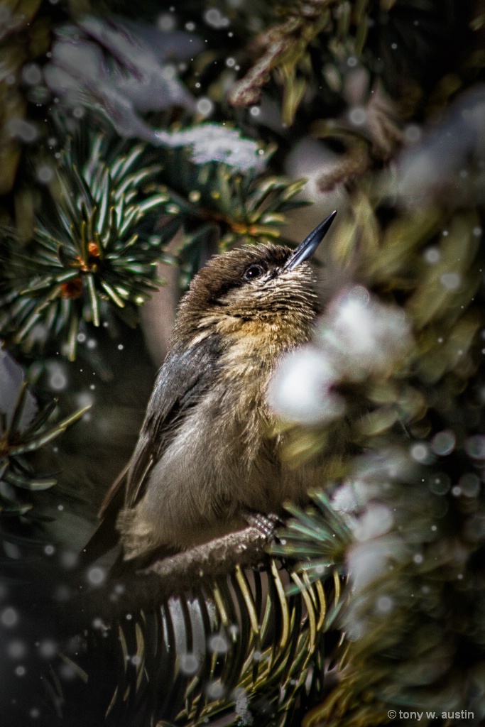 Snowy visitor