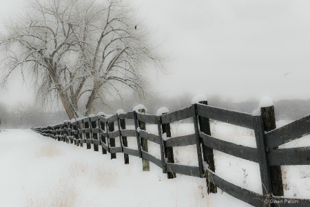 Snowy Morning in Colorado