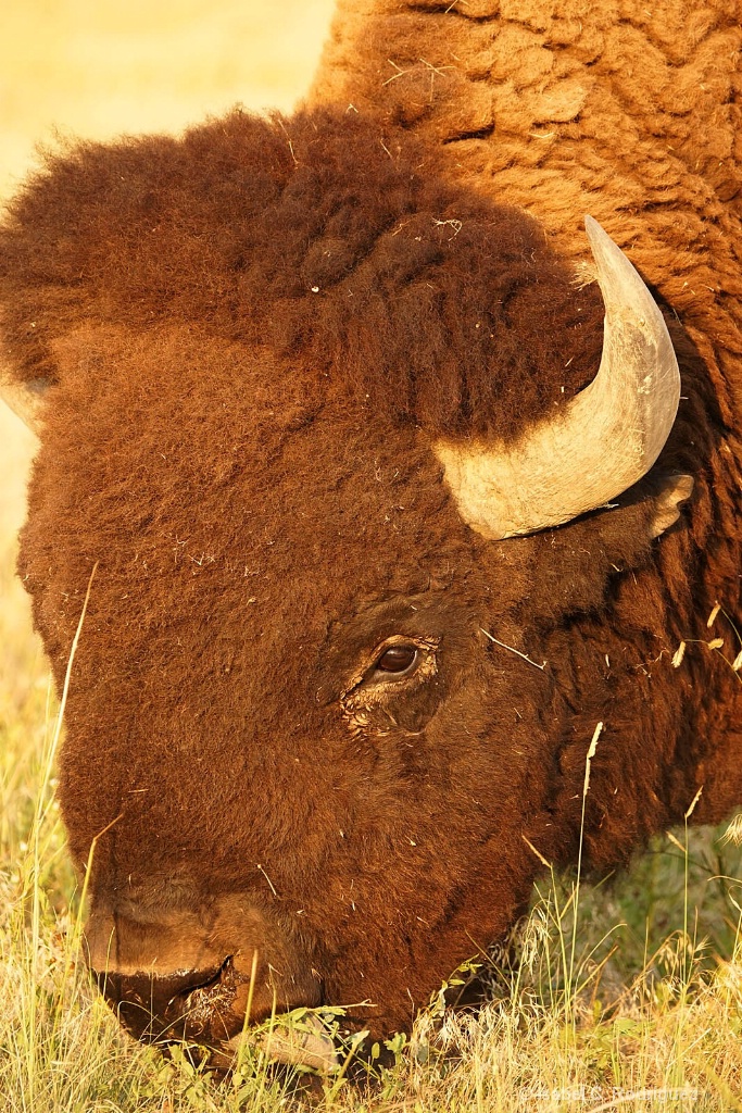 Bison Bison Faces