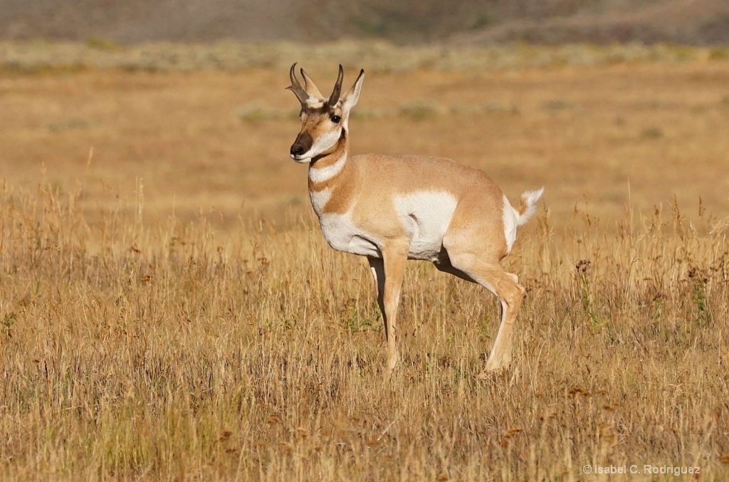 One Pronghorn Pose