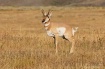 One Pronghorn Pos...