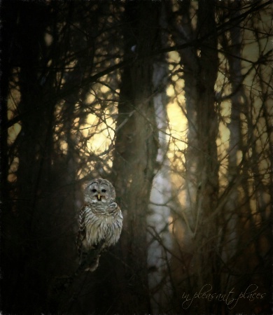 Sunrise Owl