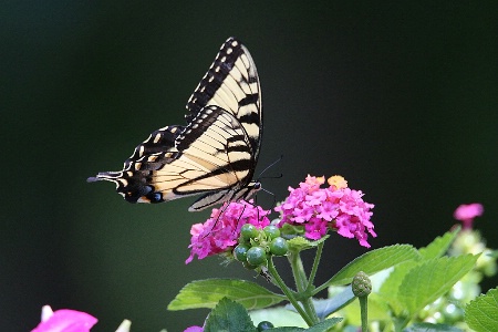 Eastern Tiger Swallowtail