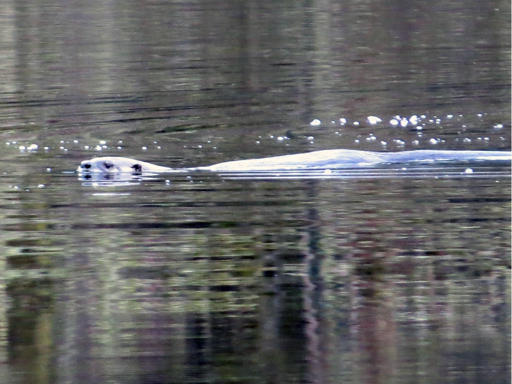 Otter at Grass Lake - ID: 15521112 © John Tubbs