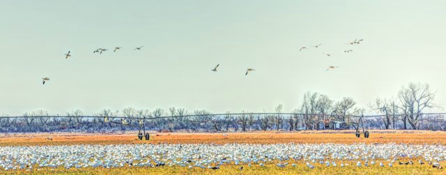 High plains Snow geese 