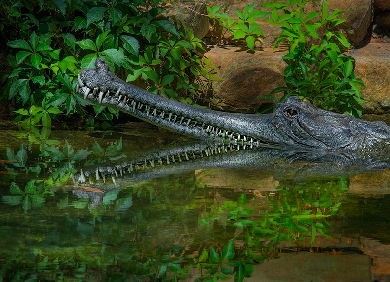 Gharial