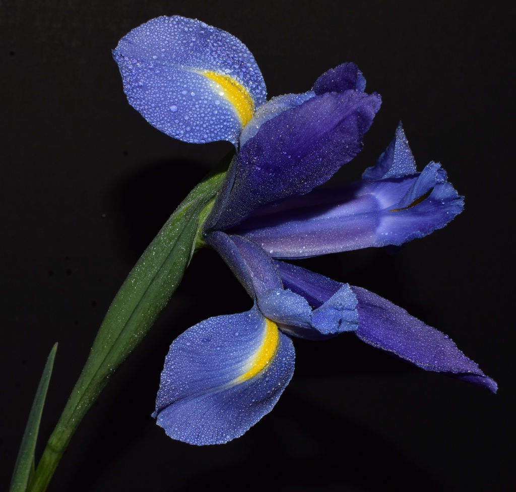 Iris