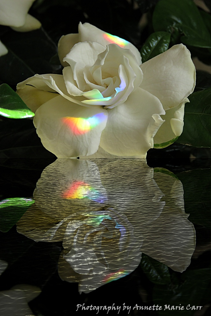 Gardenia Reflection