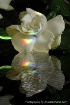 Gardenia Reflecti...