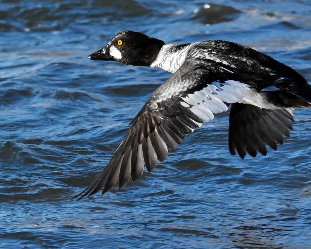 Fly-by of the Goldeneye Drake