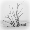 Driftwood