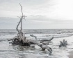 On Driftwood Beac...