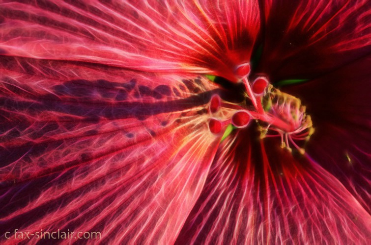 Hibiscus close-up - ID: 15521456 © Fax Sinclair