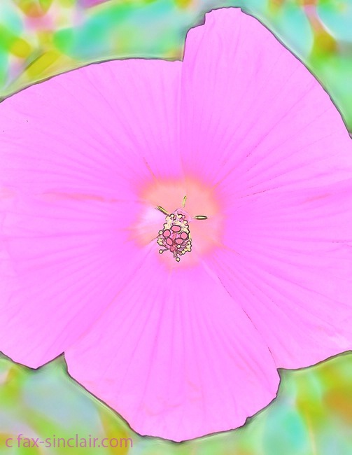 Hibiscus glow 1 - ID: 15521458 © Fax Sinclair