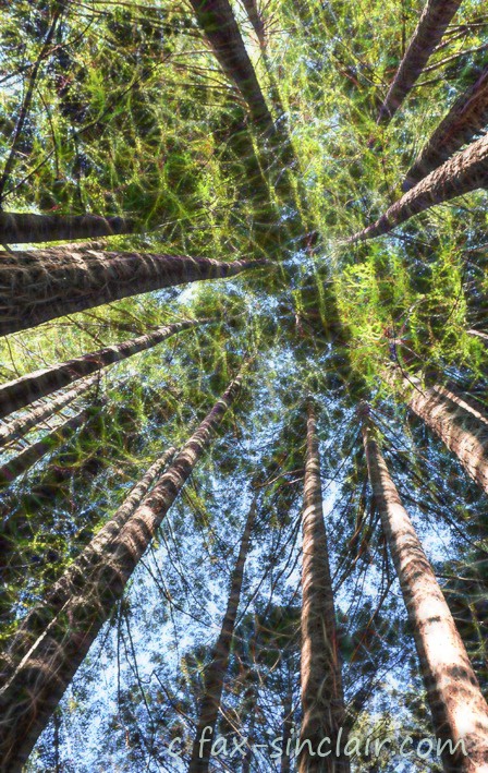 Redwood Cathedral - ID: 15521461 © Fax Sinclair