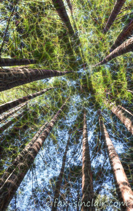 Redwood Cathedral  - ID: 15521461 © Fax Sinclair