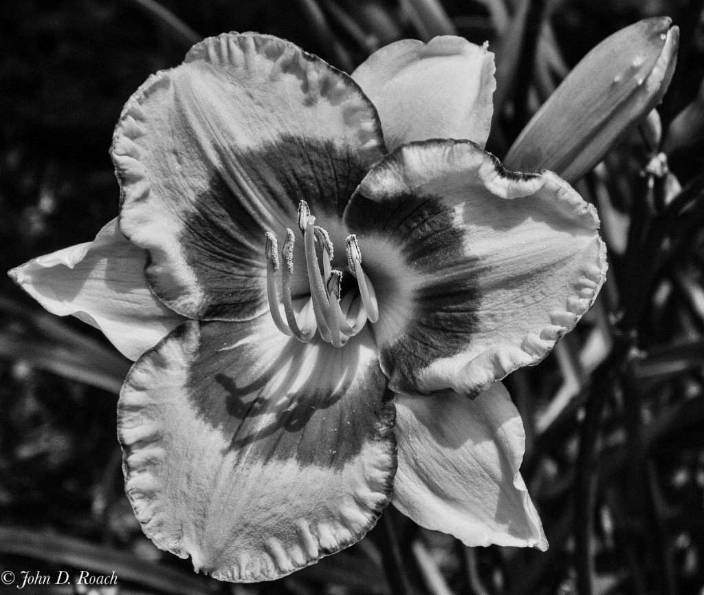 Day Lily in Monochrome