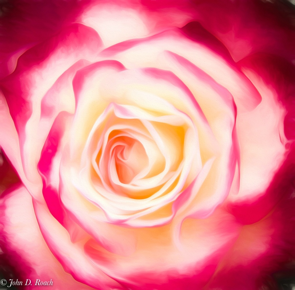 Painted Rose - ID: 15521488 © John D. Roach