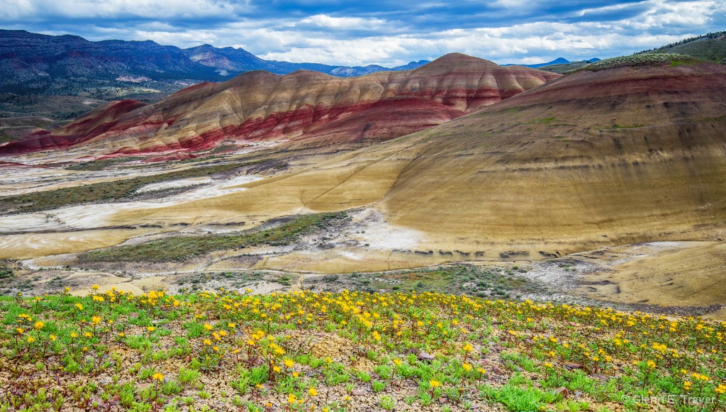 Wildflowers of the Painted Hills