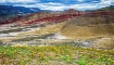 Wildflowers of th...