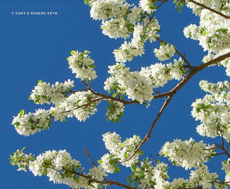 Blue Skies and White Blossoms