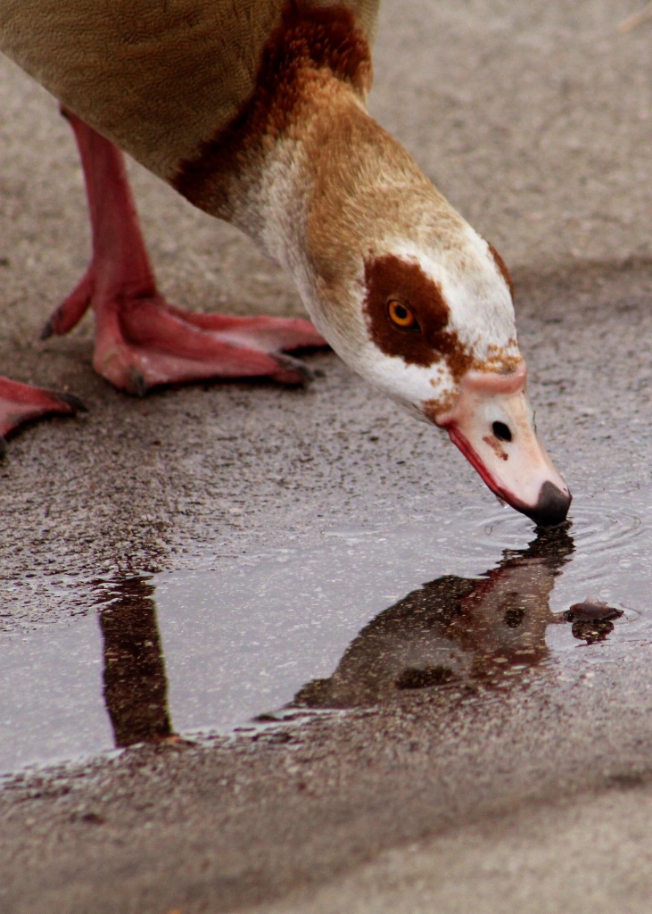 Thirsty goose