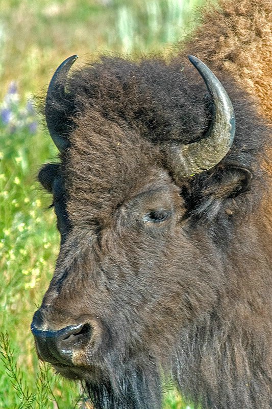 Buffalo 3 Tetons NP - ID: 15521570 © Donald R. Curry