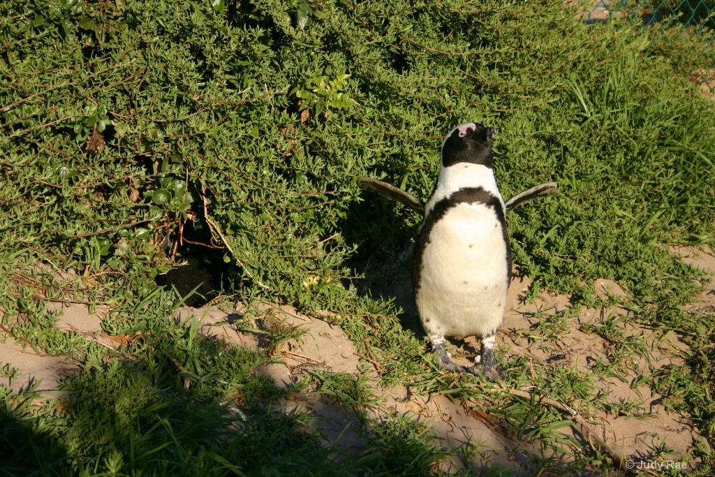African Penguin (Jackass Penguin) 4
