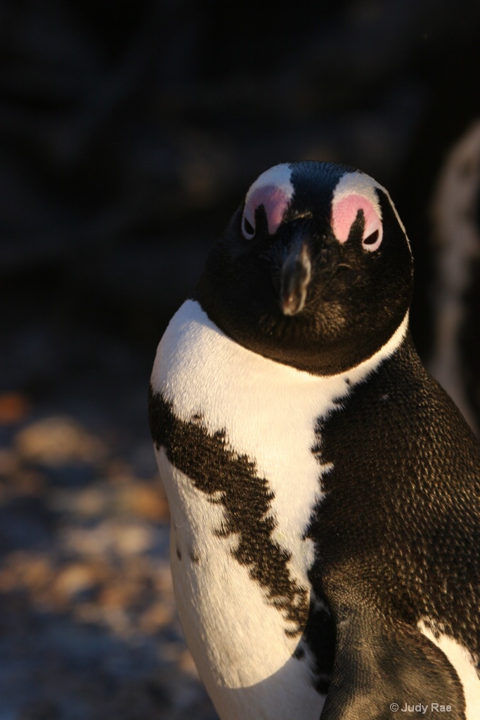 African Penguin (Jackass Penguin) 3