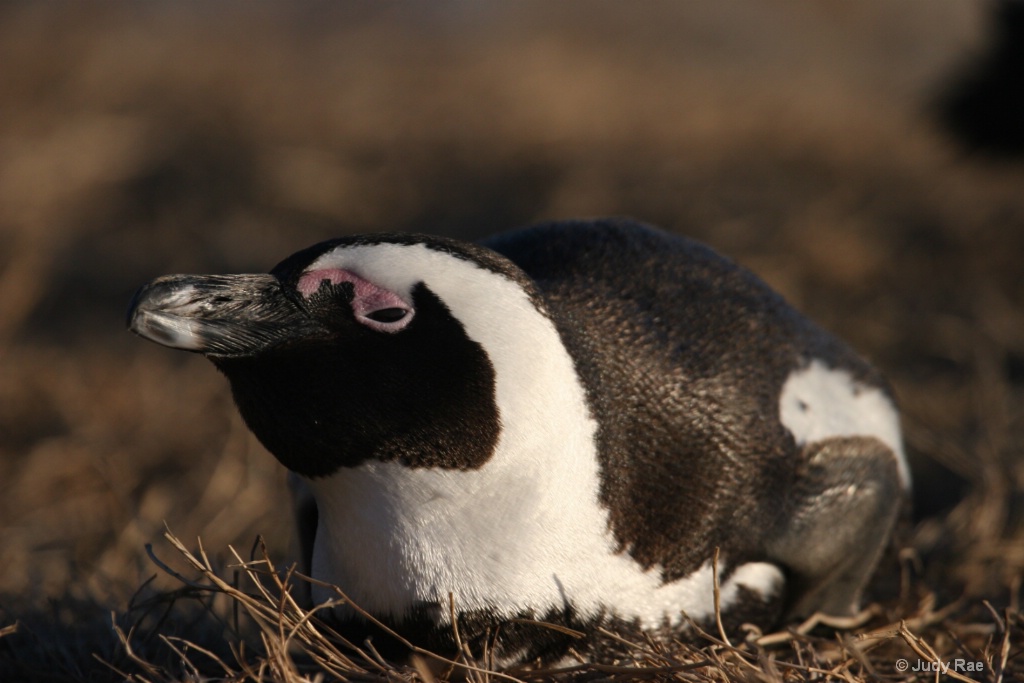 African Penguin (Jackass Penguin) 2