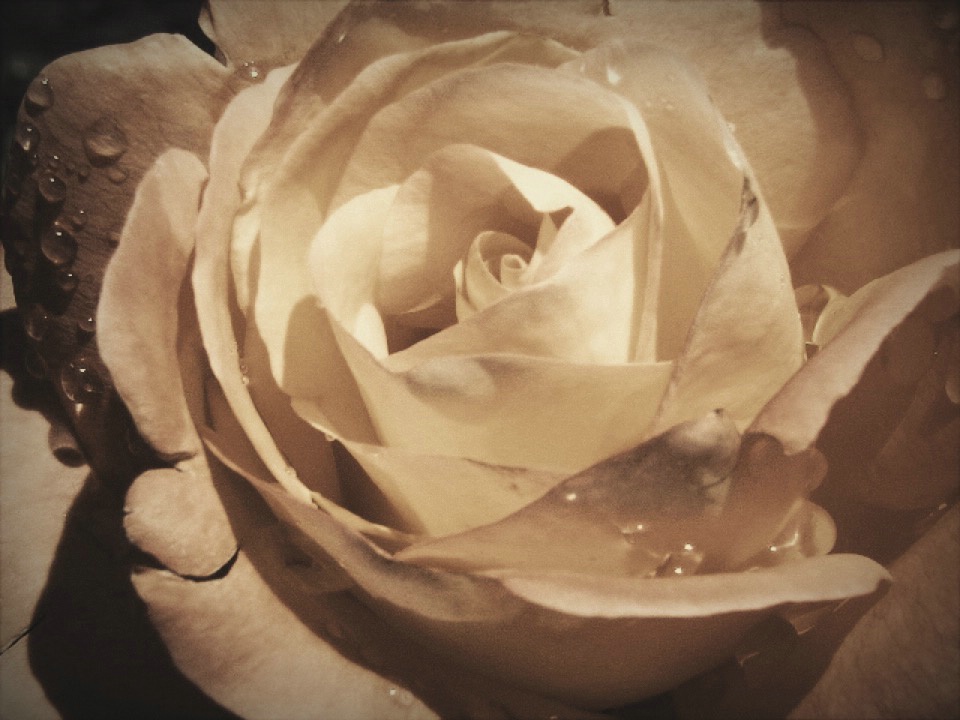 FADED ROSE
