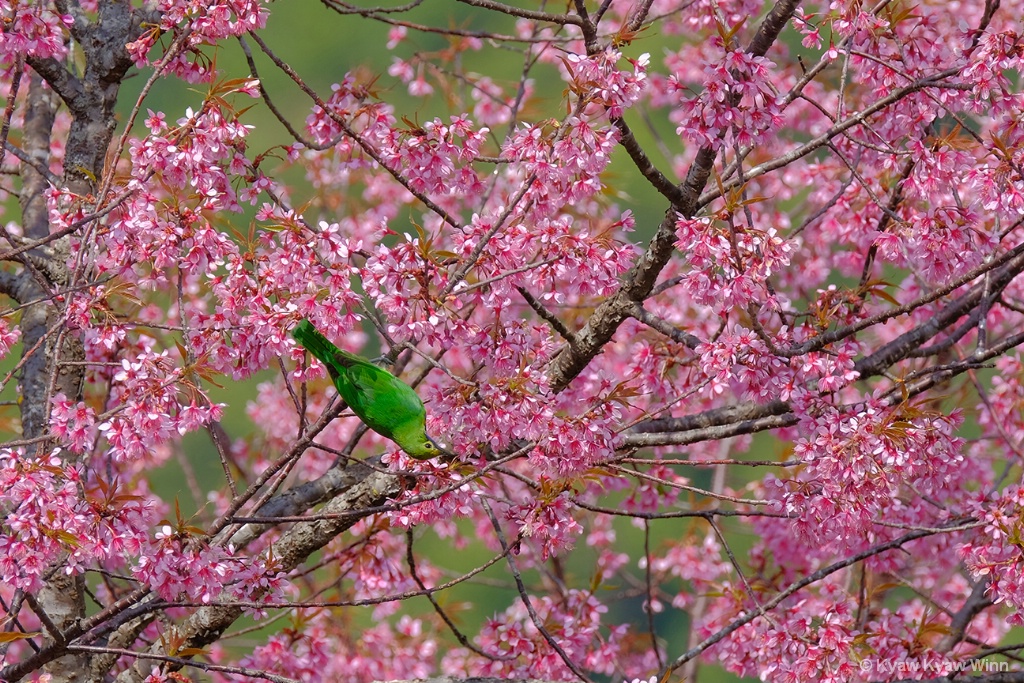 The Green Bird