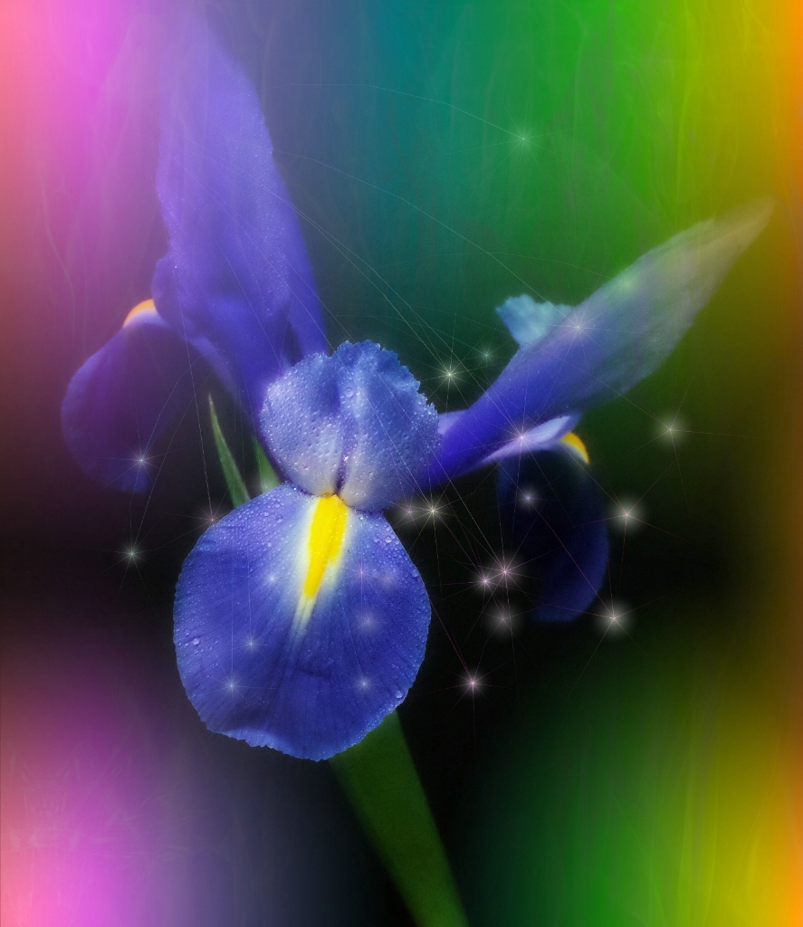 Magical Iris Delight