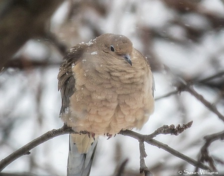 Mourning Dove in Apple Tree