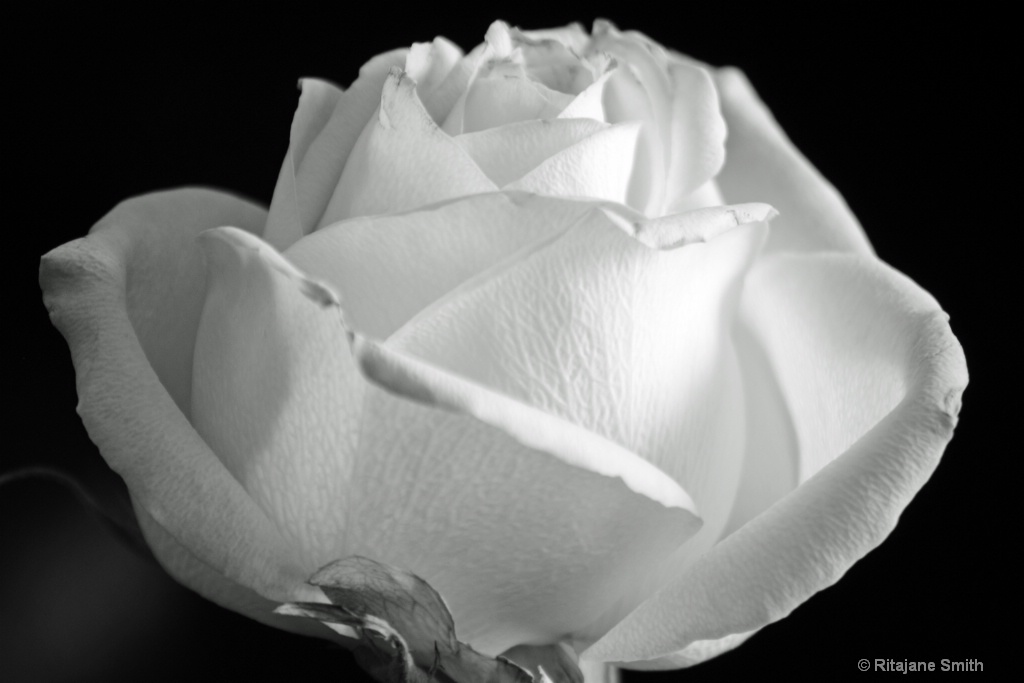 White Rose....