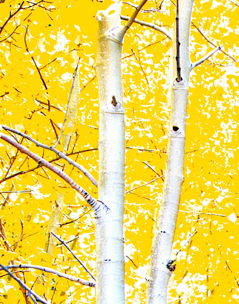 Colorado Aspens