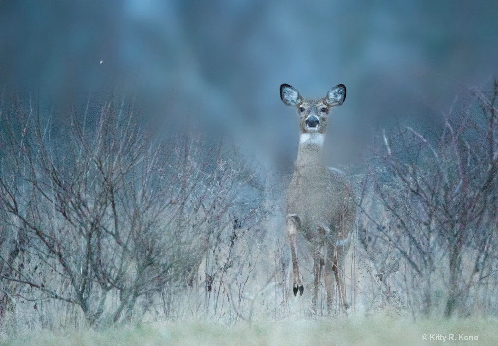 Deer in the Dark - ID: 15523102 © Kitty R. Kono