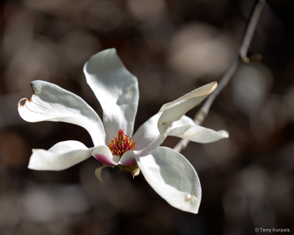 Berkeley Botanical Garden  - ID: 15523134 © Terry Korpela