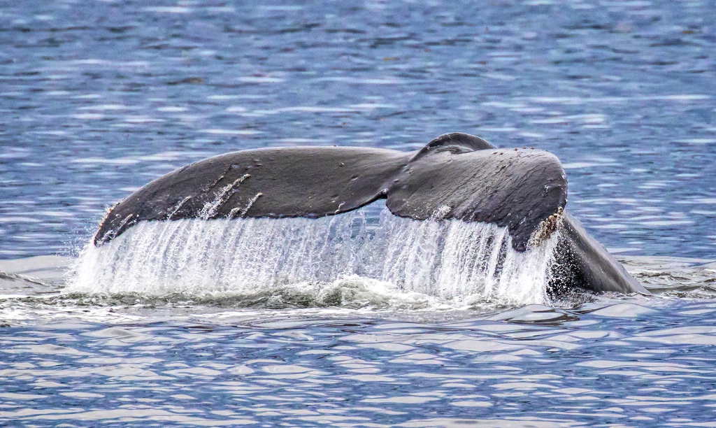 Whale Tail      