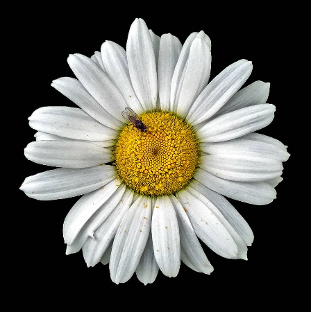 The Detailed Daisy