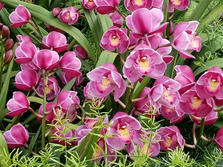 Orchids